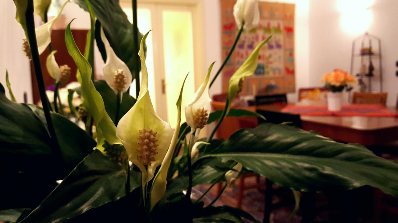 Attico Barocco Bed and Breakfast Lecce Eksteriør billede